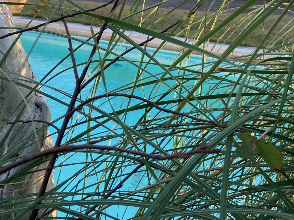 Aperçu de la piscine de la maison B17, agence de communication à Nantes